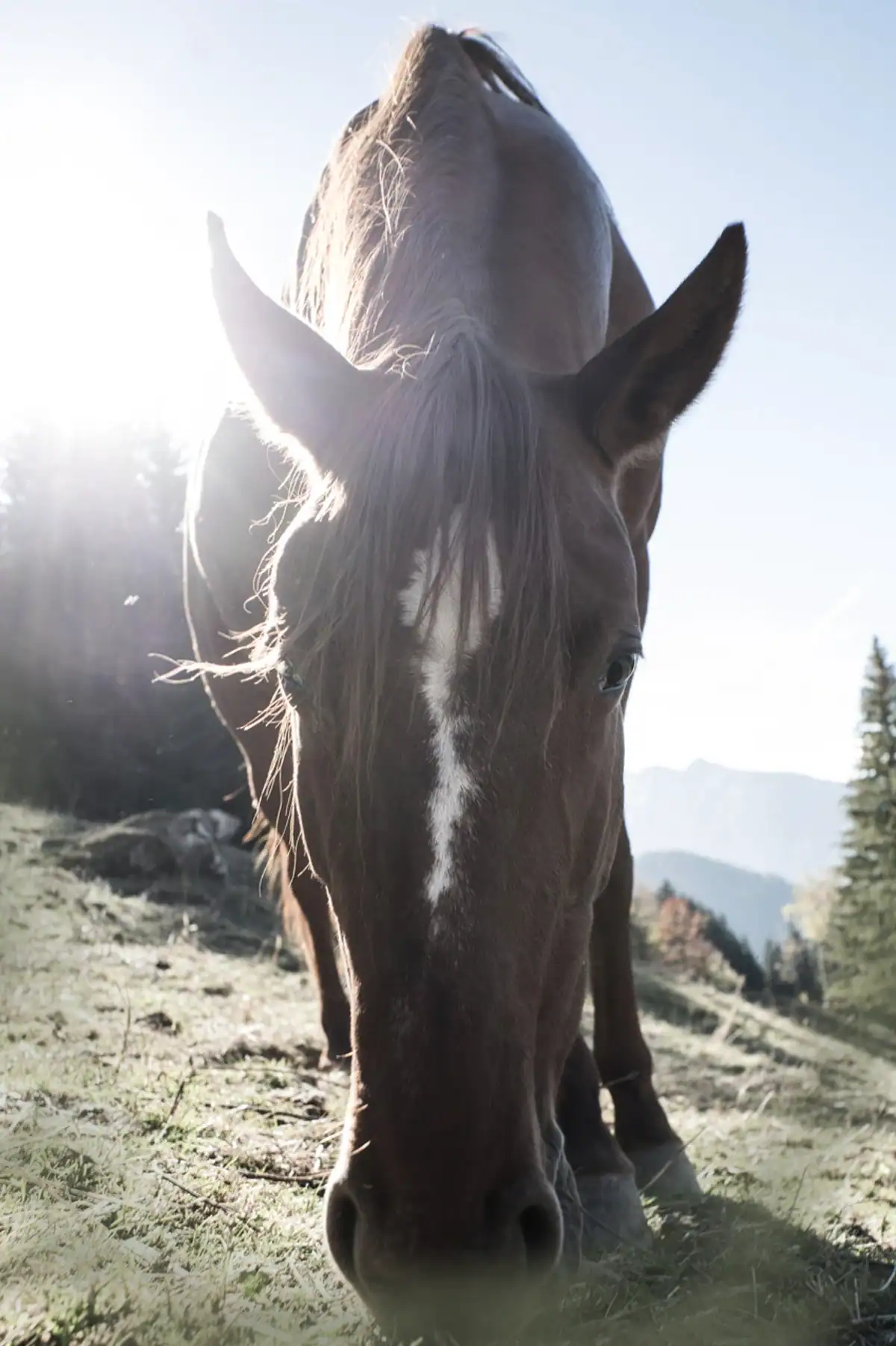 Portrait d’un cheval dans les alpages de La Ferme des Vônezins.
