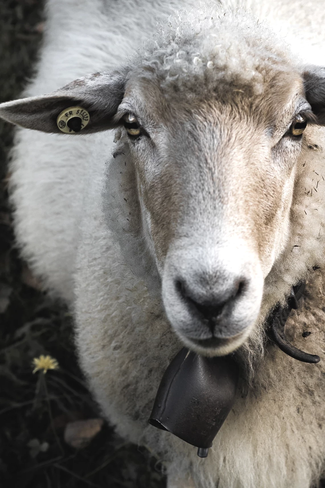 Mouton portant une cloche dans les alpages de Haute-Savoie.