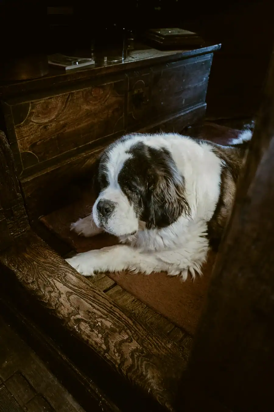 Saint-bernard install&eacute; dans l&rsquo;int&eacute;rieur ancien de La Ferme des V&ocirc;nezins.