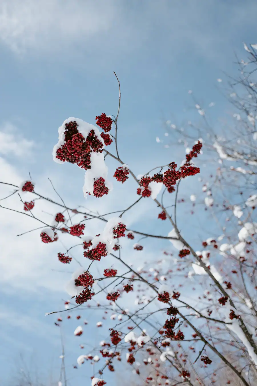 Baies rouges recouvertes de neige dans le paysage hivernal des Aravis.