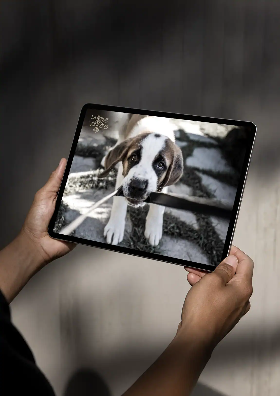 Chiot saint-bernard photographi&eacute; &agrave; La Ferme des V&ocirc;nezins et pr&eacute;sent&eacute; sur tablette.