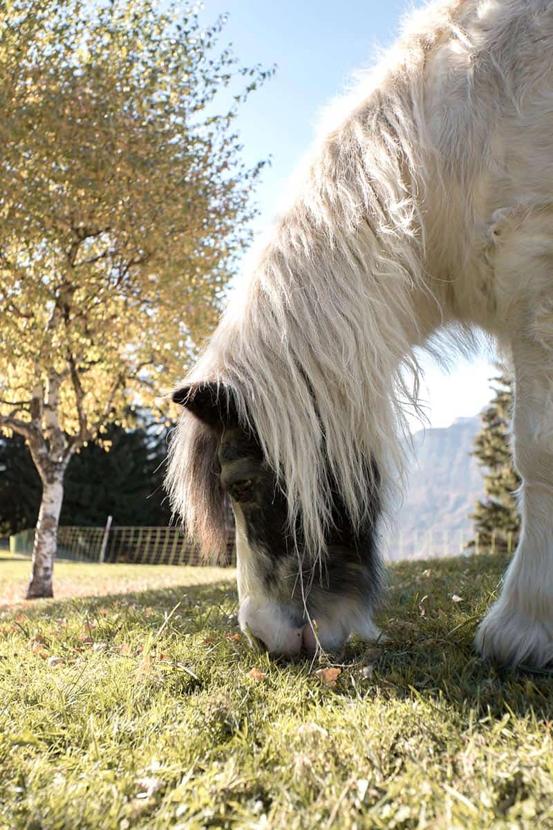 Poney pâturant dans un alpage suisse en montagne
