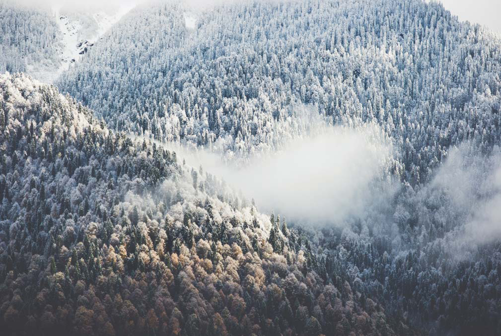 Forêt alpine enneigée traversée par les brumes en montagne