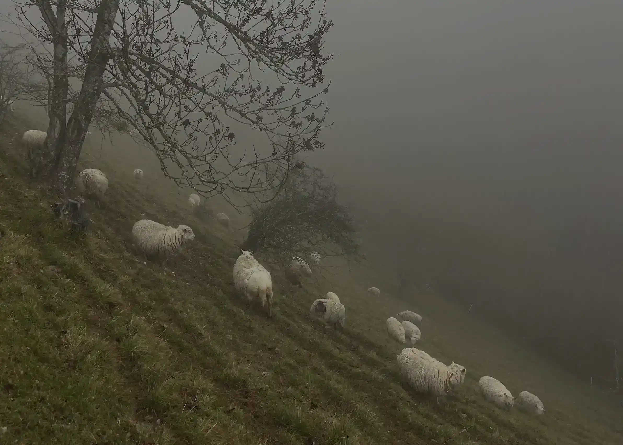 Troupeau de moutons dans la brume sur un alpage suisse