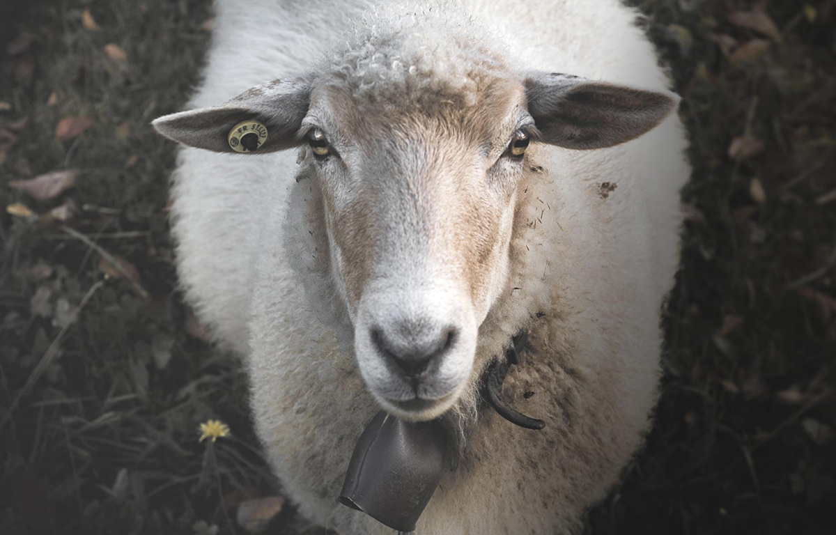 Mouton d’alpage portant une cloche dans les montagnes suisses