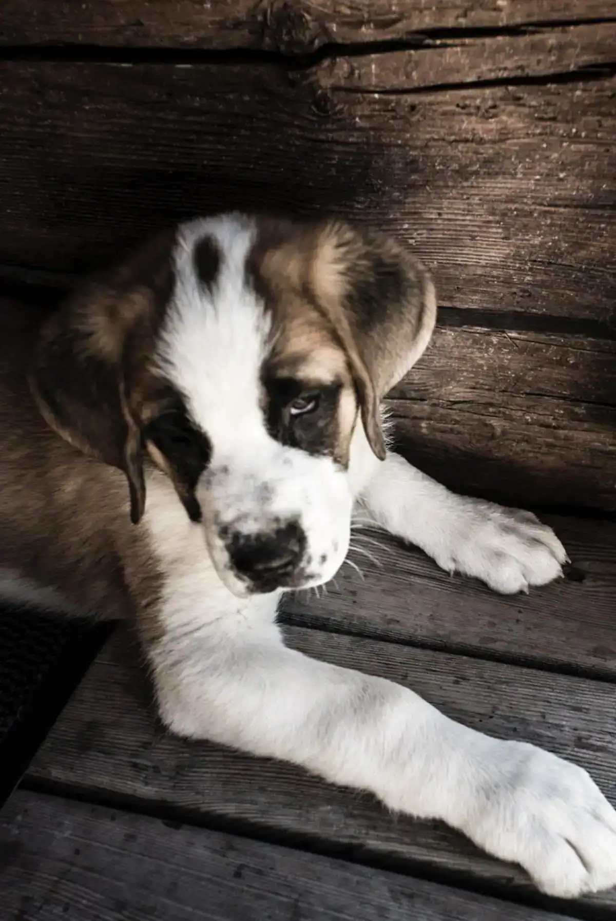 Chiot Saint-Bernard dans un chalet à Verbier en Suisse