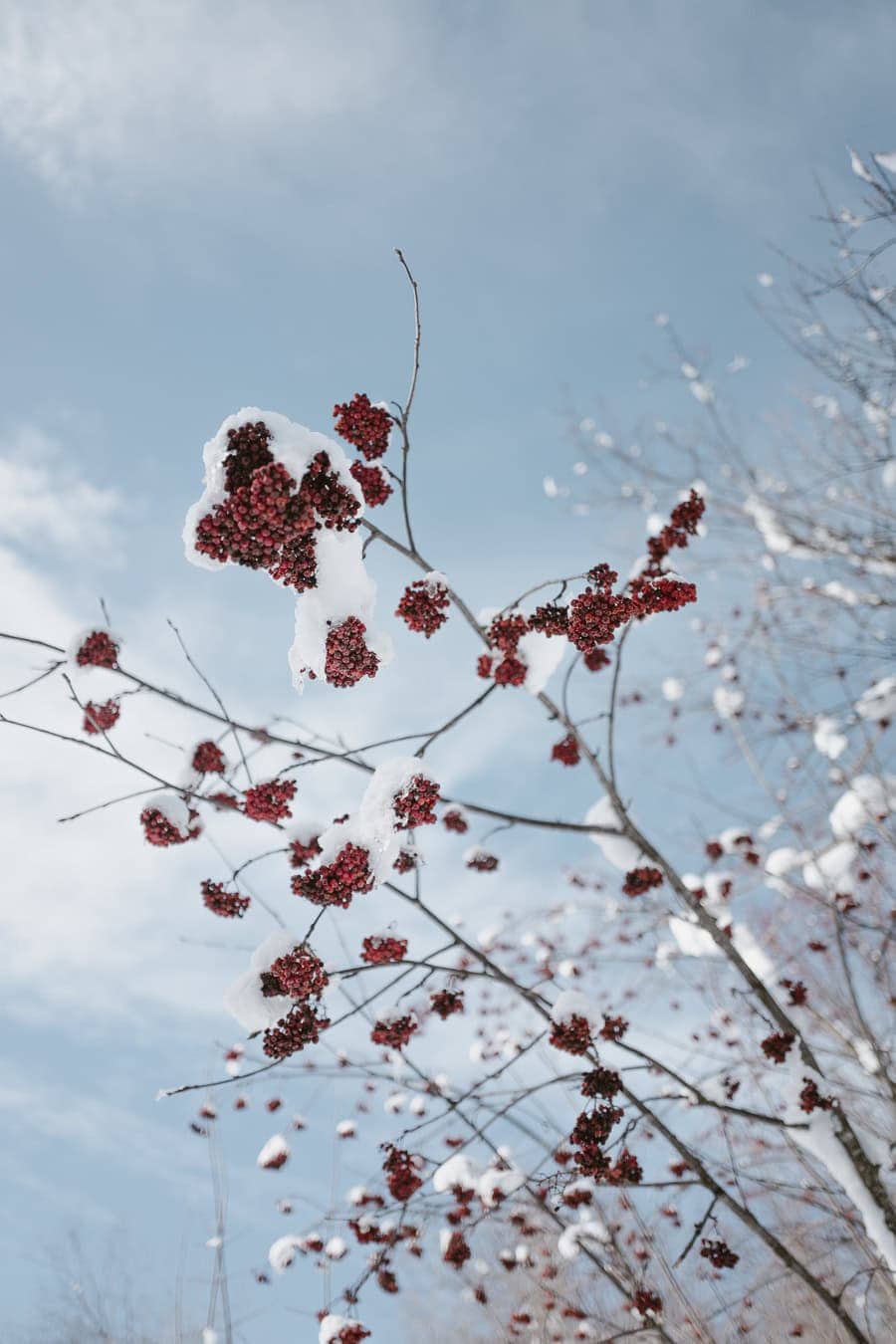 Baies rouges de sorbier des oiseleurs couvertes de neige en montagne